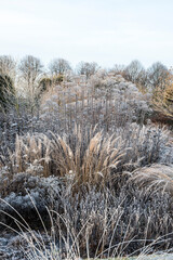 Perennials with rime in a garden