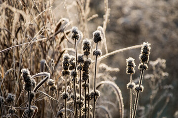Stachys officinalis with hoar frost in winter