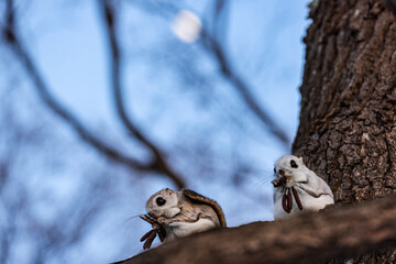 Obraz premium squirrel on a tree