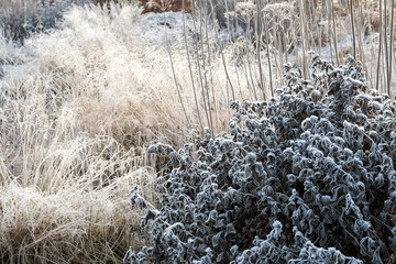 Hoar frost on ornamental grasses and Baptisia
