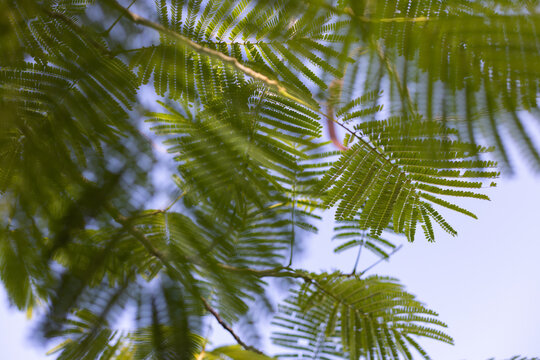 Leaf of paraserianthes lophantha tree on a blue sky background. Selective focus.