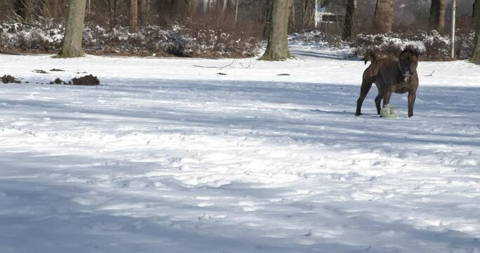 Cane Corso dog is playing with a ball in the snow	