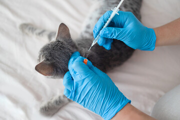 Veterinarian giving an injection to striped gray cat at home. Health care domestic animal.