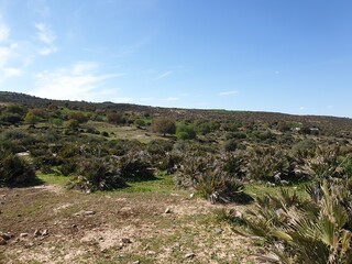 Beautiful landscapes in the spring, the city of Tiaret, Algeria