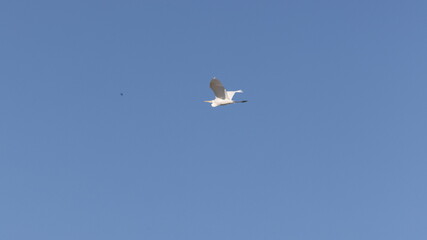 チュウサギの飛行の写真