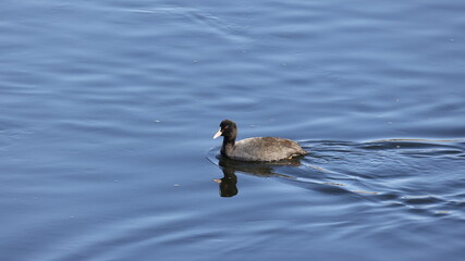 川を泳いでいるオオバンの写真