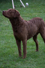 Chesapeake Bay Retriever looking to the side