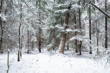 Piękna, śnieżna zima w lesie na Mazowszu, ośnieżone drzewo w lesie