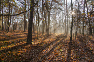 Piękny, jesienny, słoneczny dzień w podwarszawskim lesie. Kampinoski Park narodowy w jesienny poranek
