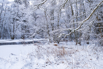Wintry shore with snow and frost by a river
