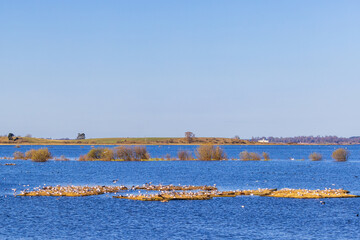 Black-headed gulls nesting in small islands in a lake