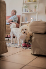 Poodle dog seen playing with his toy indoors