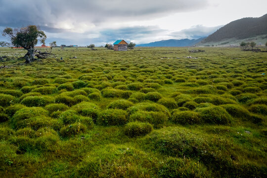 Green hummocky meadow off the coast of Lake Baikal