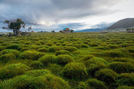 Green hummocky meadow off the coast of Lake Baikal