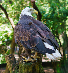 Bald eagle in portrait. The heraldic animal of the USA. Majestic bird of prey.