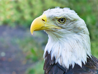 Bald eagle in portrait. The heraldic animal of the USA. Majestic bird of prey.