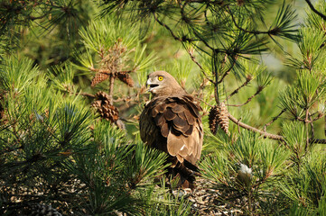 Un aguila culebrera en el nido con una presa alimenta a su pollo