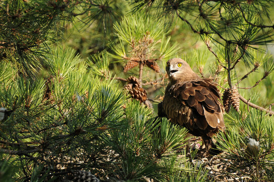 Un aguila culebrera en el nido con una presa alimenta a su pollo