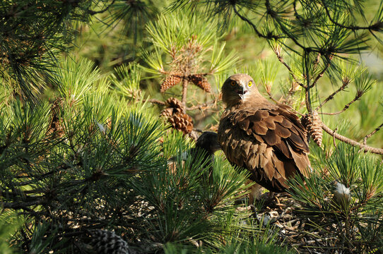 Un aguila culebrera en el nido con una presa alimenta a su pollo