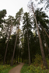 Narrow trail path road in the woods with green grass, pine trees around . Meshersky forest park. Moscow, Russia