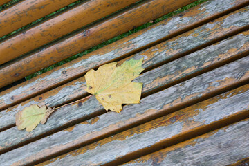 two yellow fallen maple leaves on old weathered wooden plank bench close up copy space background wallpaper
