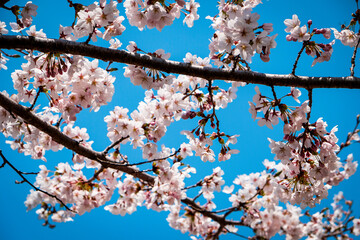 青空と桜