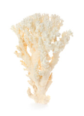 Obraz na płótnie Canvas Beautiful exotic sea coral isolated on white