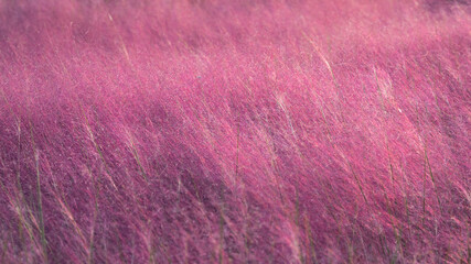 Pink muhly in the field.
