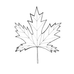 Isolated on white background black and white graphic illustration of maple tree leaf 