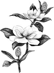 Disegno magnolia, fiore bianco e nero