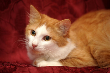 beautiful fluffy red with white cat