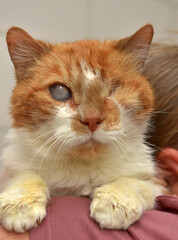 ginger cat with an eyesore at an animal shelter