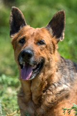 old german shepherd among green grass