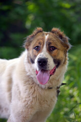 white with brown large alabai summer background