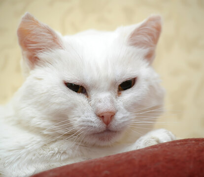 l big white plump cat on the sofa