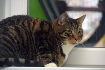 cat sitting on the windowsill