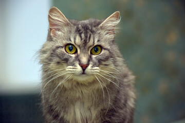 fluffy gray cat with green eyes