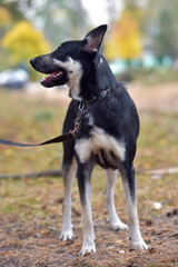 black and brown dog mongrel at animal shelter