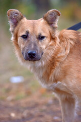 ginger mongrel dog at animal shelter