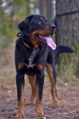 beautiful large brown dog mestizo rottweiler