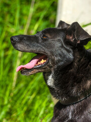black dog mongrel on a leash in summer