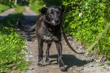 black dog mongrel on a leash in summer