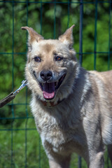 beige mongrel dog on a leash against a background of greenery in summer