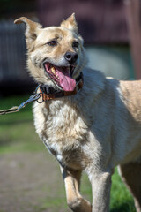 beige mongrel dog on a leash against a background of greenery in summer