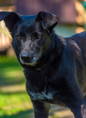 black dog mongrel on a leash in summer
