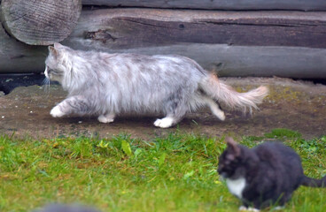abandoned homeless kittens on the street