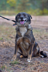 mongrel dog in the animal shelter waiting for the owners