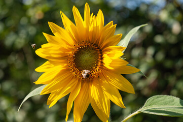 sunflower with bee