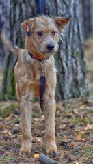 brown dog mestizo terrier at animal shelter