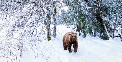 Walking bear in the snowy forest.